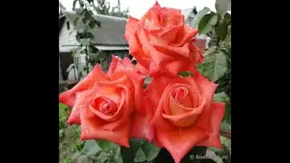Фольклор Folklore Kordes Германия, 1977 Чайно-гибридные (Hybrid Tea)