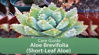 Aloe Brevifolia (Short-Leaf Aloe) Care Guide