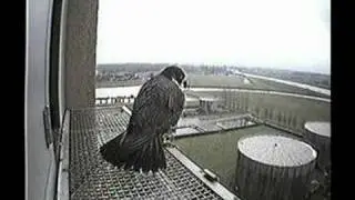 Peregrines in Zwolle Saturday January 05, 2008