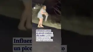Influencer sottrae un piccolo vombato alla madre e pubblica il video sui social, sdegno in Australia