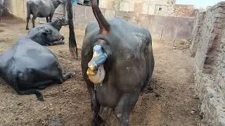 live buffalo delivery time process my dairy farm