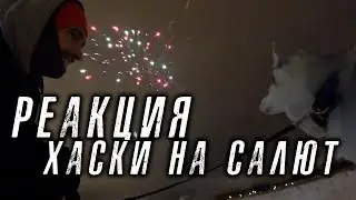 Реакция хаски на салют (хаски Капелла)