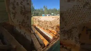 медосбор 2023 