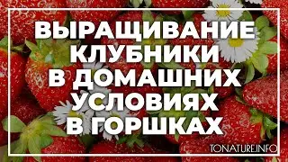 Выращивание клубники в домашних условиях в горшках | toNature.Info