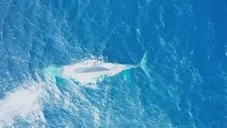 Adult Pygmy whales engaging in intimate courtship