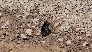 Swallowtail butterfly on crushed concrete