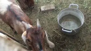 Муж косит траву,а я сажаю рассаду!