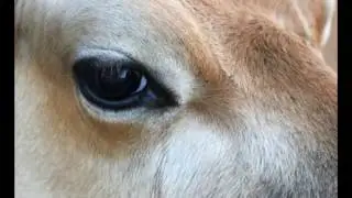 Dünyanın en güzel gözleri eşşeklerdedir