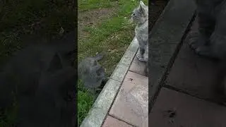 Кошка воспитывает котёнка.