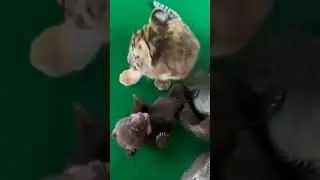 Милые животные/Дружба и любовь у животных -может стоит поучиться жить в мире?/Cute animals
