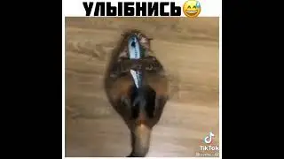 смешные коты