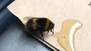 How To Save A Bumblebee!