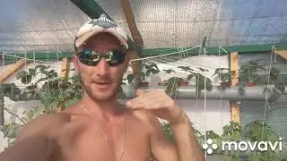 Разные культуры в теплице на гидропонике NFT НЕ ДЕЛАЙТЕ ТАК. 