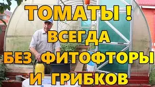 Томаты!  Всегда без фитофторы и грибков.