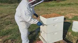 Varroa Mite Count - Gordonville TX
