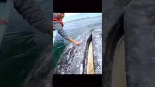 огромный кит!!!