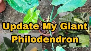Giant Philodendron Aglaonema  Anthoruim Foliage  #philodendron #anthorium #monstera #trending