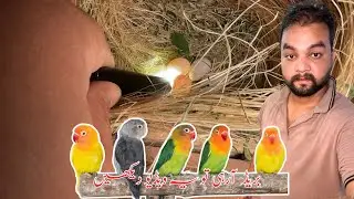 How many day required for hatching of lovebirds eggs|| Love birds breeding tips