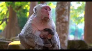 How much do you LOVE me? Baby Monkey | #animals #monkey #shorts