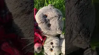 Басики лежат на солнышке. 
