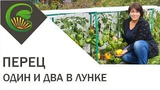 Посадка перца по одному и по два в лунку