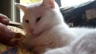 Do Kitties like Waffles?