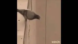 There goes my hero but it’s a Bird