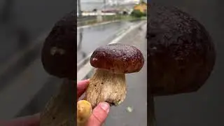BOLETUS EDULIS EN LOS FIORDOS NORUEGOS (FLÅM) 🇳🇴😍 #boletus #noruega