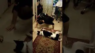 Занятия с личным тренером #rocky #собака #юмор #приколы #тренировка #фитнес #dog #funny