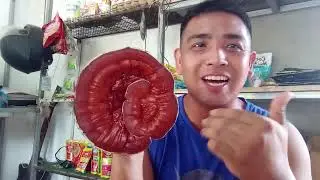 Herbal na pinakamabisa sa lahat ng karamdaman