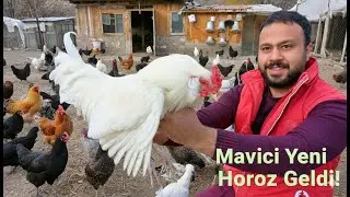 🐓 Mavici Yeni Horoz Geldi! 😍 | İlk Kez Gördüğüm Tavukları İnceledik 🐔 | Gezen Tavuk Çiftlik İşleri