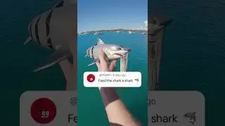 Feed The Shark A Shark 🦈