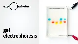 Easy method for separating charged molecules | Gel Electrophoresis - Science Snacks