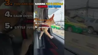 Ranking Top 5 Animals Opening Car Doors🚪