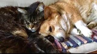 КОТ И СОБАКА# БОЛЕЕМ ЗА НАШИХ# ЖАРА НА ДАЧЕ# МЕЙНКУН И КОРГИ