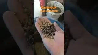 ДЕЛАЕМ КОМБИКОРМ ДЛЯ НЕСУШЕК И ЦЫПЛЯТ 