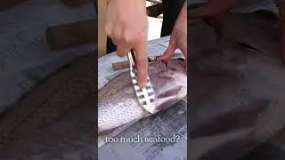 Is this too much seafood? 