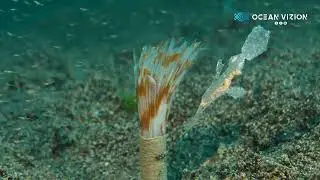 Ghost Pipefish & Feather Worm | Dauin Critters