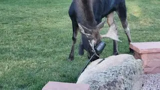 Moose Antics '24
