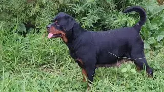 Nuôi chó Rottweiler đẹp