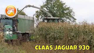 Silage 2024 | Claas Jaguar 930 forager in maize silage