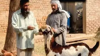 Goat Farming for Milk - Goat Loose Motion Treatment Goat k Motion ka Ilaj  Urdu/ Hindi by MR Videos