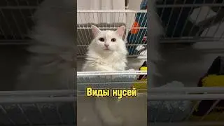 Виды кусей 🐾 #питомцы #щенок #собака #котики #кот