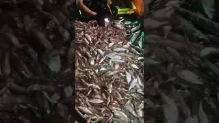 Life of Fishermen| Deep Sea Fishing| 