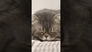 Why is My Cat Licking the Carpet? 