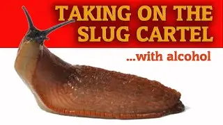 Something is Eating My Plants - Beer to the Rescue (for slug control)