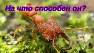 The Ants. Мудрый Берсеркер