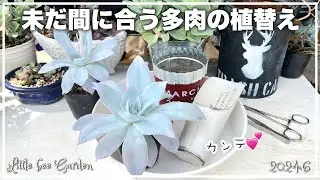 [Succulents] How to repot succulents at this time of year [Gardening]