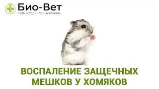 Воспаление Защечных Мешков у Хомяков 🐹 Причины и Лечение // Сеть Ветклиник БИО-ВЕТ