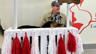 Adoption day!@tripawdkurt#tripawdkurt#fosterfail